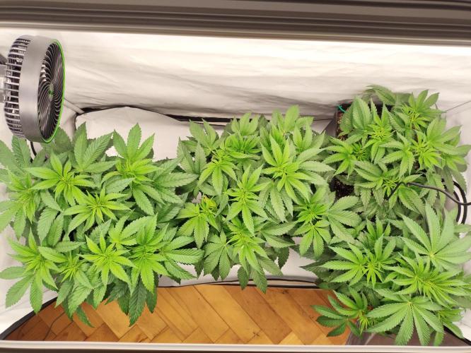 Mokums Tulip. Week 7