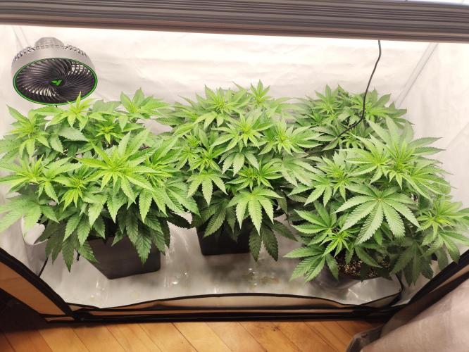 Mokums Tulip. Week 7