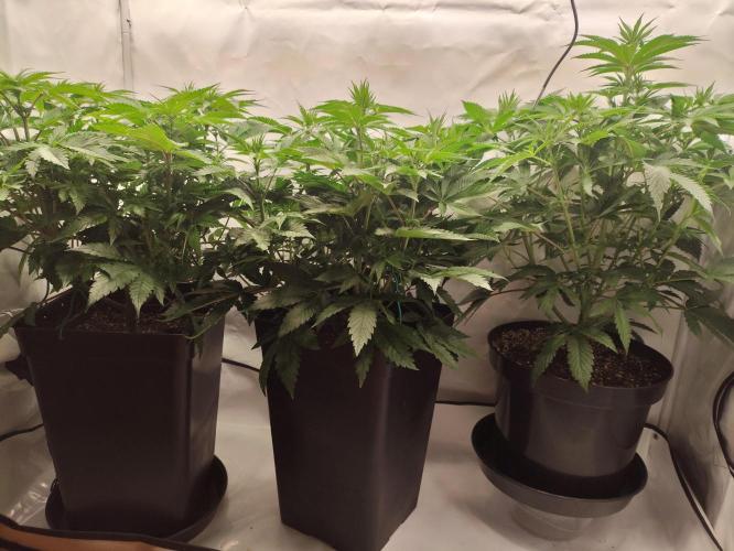Gandalf-CZ Seasone 1- Mokum’s Tulip. Week 8