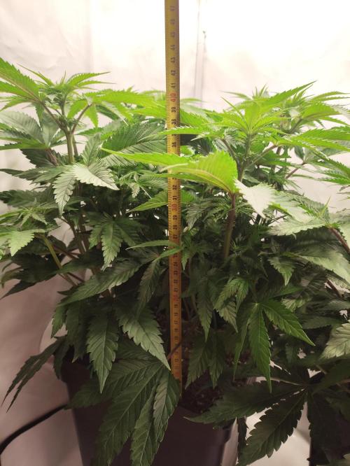 Gandalf-CZ Seasone 1- Mokum’s Tulip. Week 8