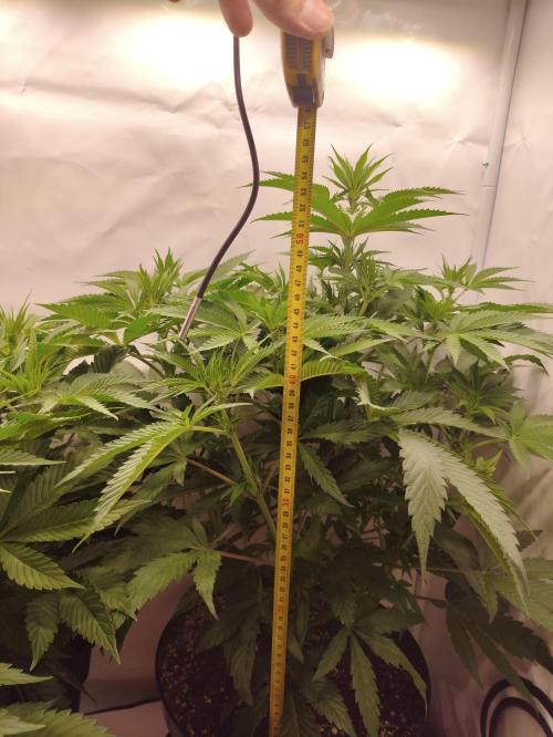 Gandalf-CZ Seasone 1- Mokum’s Tulip. Week 8