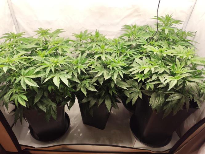 Gandalf-CZ Seasone 1- Mokum’s Tulip. Week 8