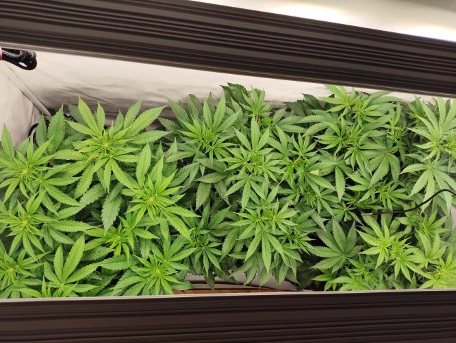 Mokums Tulip. Week 8