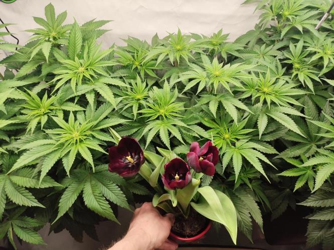 Mokums Tulip. Week 8