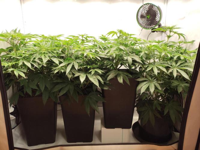 Gandalf-CZ Seasone 1- Mokum’s Tulip. Week 8