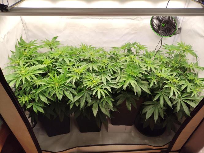 Gandalf-CZ Seasone 1- Mokum’s Tulip. Week 8