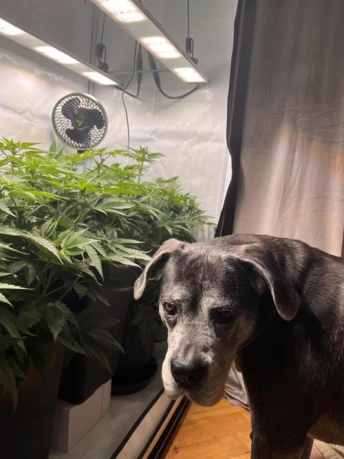 Mokums Tulip. Week 8
