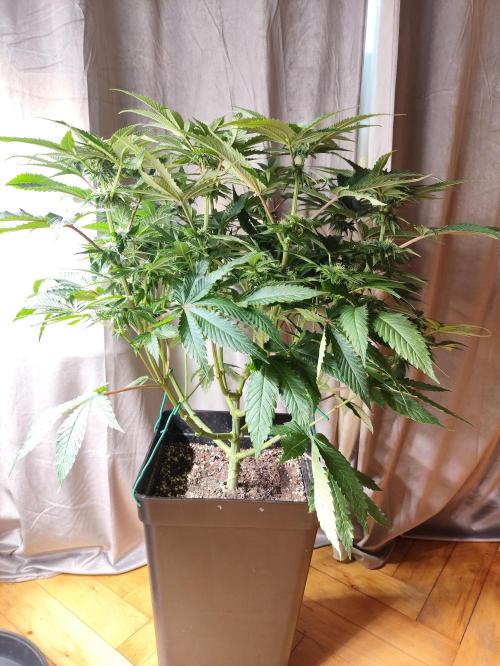 Gandalf-CZ Seasone 1- Mokum’s Tulip. Week 9
