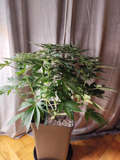 Gandalf-CZ Seasone 1- Mokum’s Tulip. Week 9