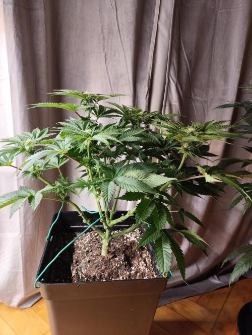 Gandalf-CZ Seasone 1- Mokum’s Tulip. Week 9