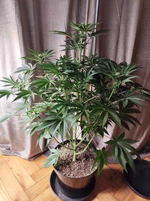 Gandalf-CZ Seasone 1- Mokum’s Tulip. Week 9