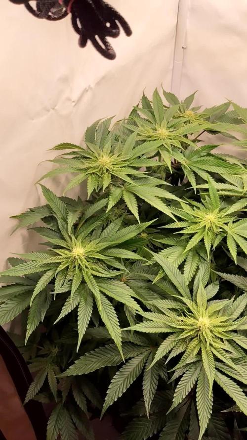 Gandalf-CZ Seasone 1- Mokum’s Tulip