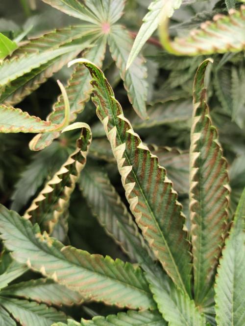 Gandalf-CZ Seasone 1- Mokum’s Tulip. Week 10