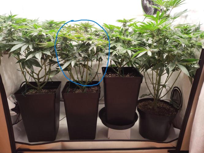 Mokums Tulip. Week 10