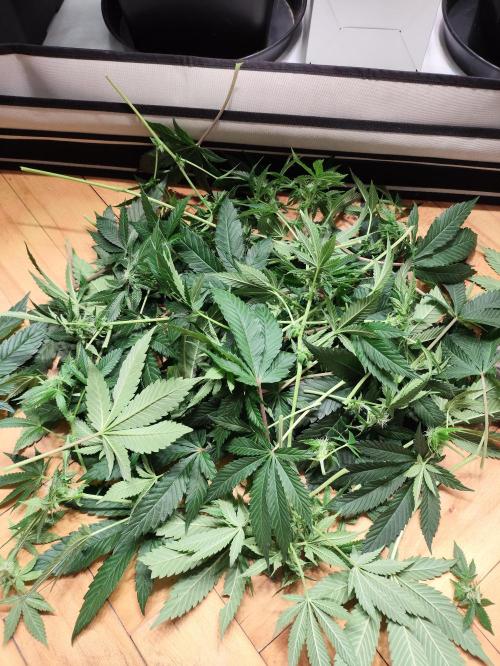 Mokums Tulip. Week 10