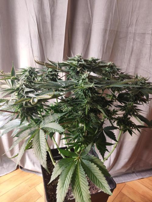 Gandalf-CZ Seasone 1- Mokum’s Tulip. Week 11