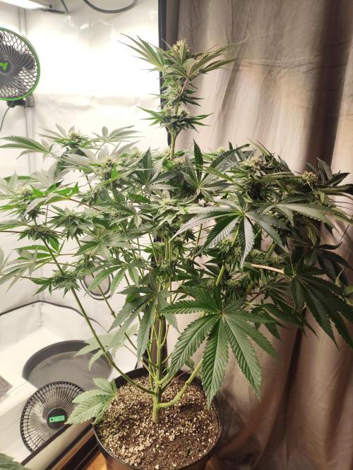 Gandalf-CZ Seasone 1- Mokum’s Tulip. Week 11