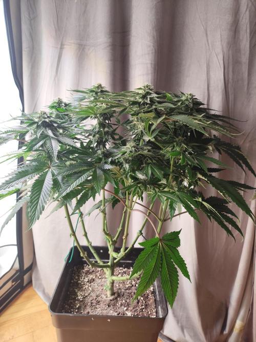 Gandalf-CZ Seasone 1- Mokum’s Tulip. Week 11