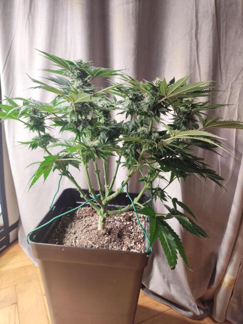 Gandalf-CZ Seasone 1- Mokum’s Tulip. Week 11