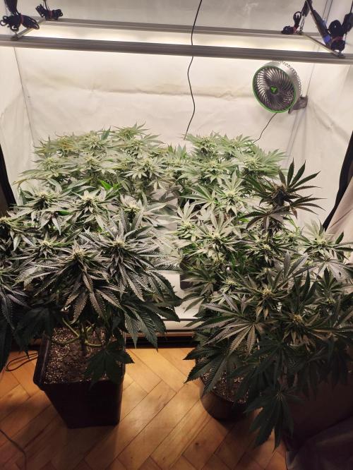 Gandalf-CZ Seasone 1- Mokum’s Tulip. Week 11