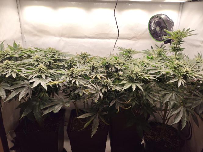 Gandalf-CZ Seasone 1- Mokum’s Tulip. Week 11