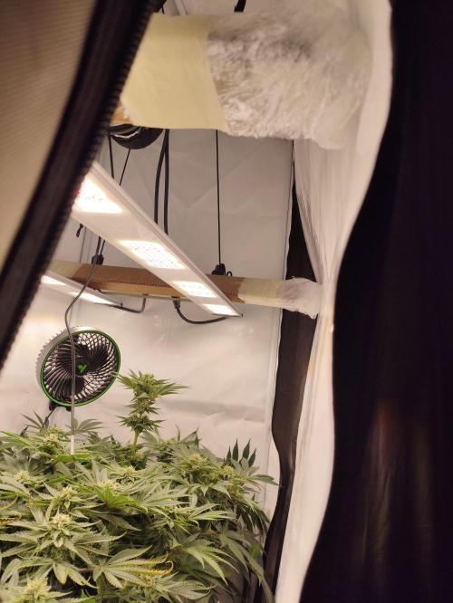 Gandalf-CZ Seasone 1- Mokum’s Tulip. Week 11