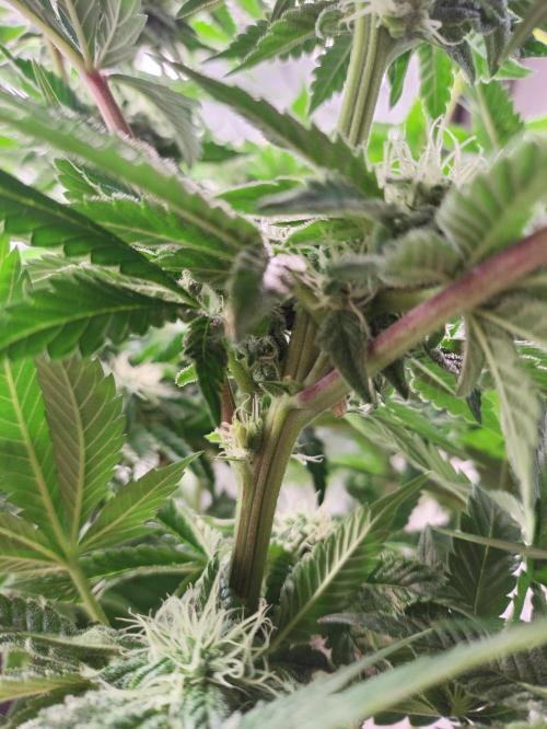 Gandalf-CZ Seasone 1- Mokum’s Tulip. Week 11
