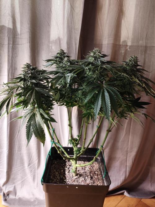 Gandalf-CZ Seasone 1- Mokum’s Tulip. Week 13