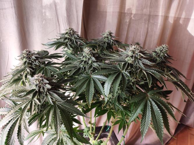 Gandalf-CZ Seasone 1- Mokum’s Tulip. Week 13