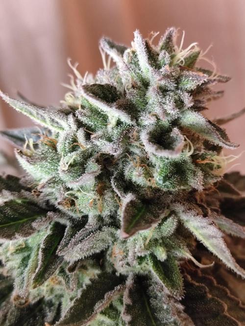 Gandalf-CZ Seasone 1- Mokum’s Tulip. Week 13
