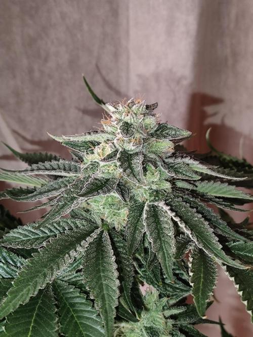 Gandalf-CZ Seasone 1- Mokum’s Tulip. Week 13