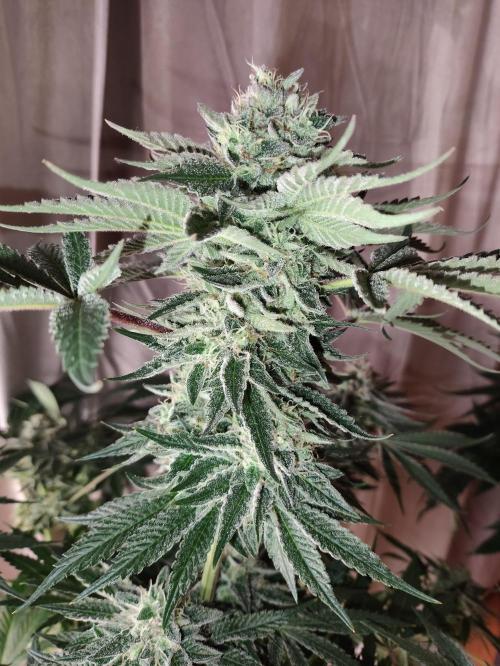 Gandalf-CZ Seasone 1- Mokum’s Tulip. Week 13