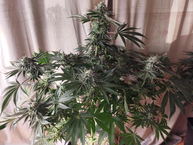 Gandalf-CZ Seasone 1- Mokum’s Tulip. Week 13