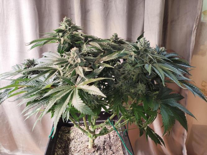 Gandalf-CZ Seasone 1- Mokum’s Tulip. Week 13