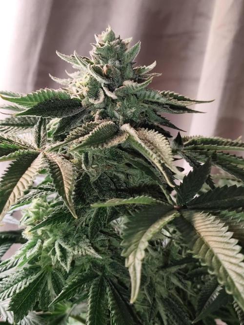 Gandalf-CZ Seasone 1- Mokum’s Tulip. Week 13