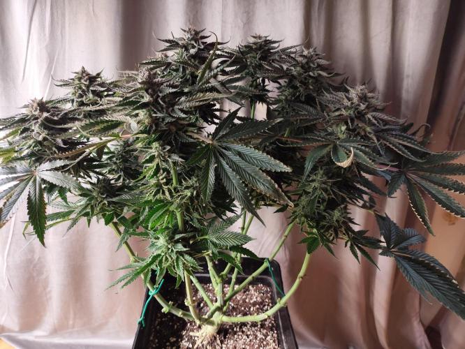 Gandalf-CZ Seasone 1- Mokum’s Tulip. Week 13