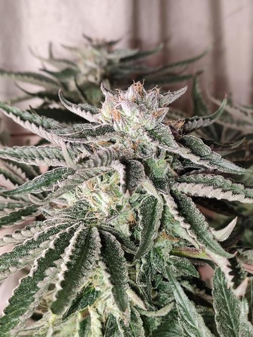 Gandalf-CZ Seasone 1- Mokum’s Tulip. Week 13