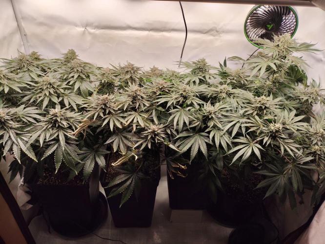 Mokums Tulip. Week 13