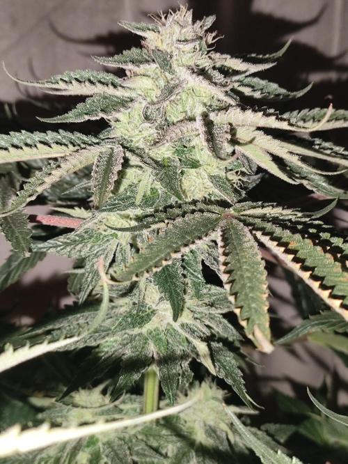 Gandalf-CZ Seasone 1- Mokum’s Tulip. Week 12