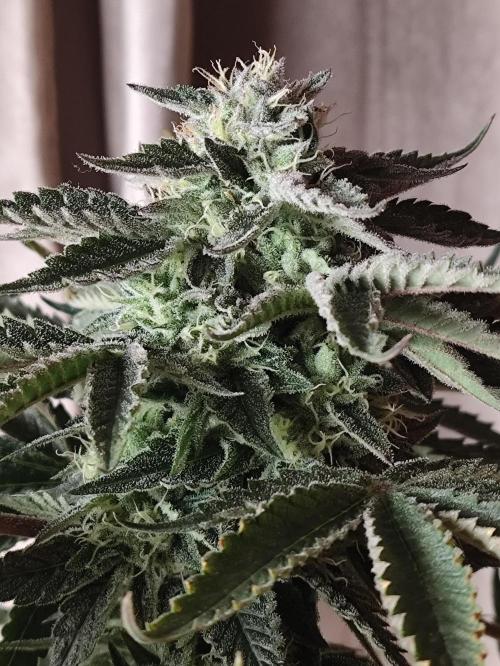 Gandalf-CZ Seasone 1- Mokum’s Tulip. Week 12
