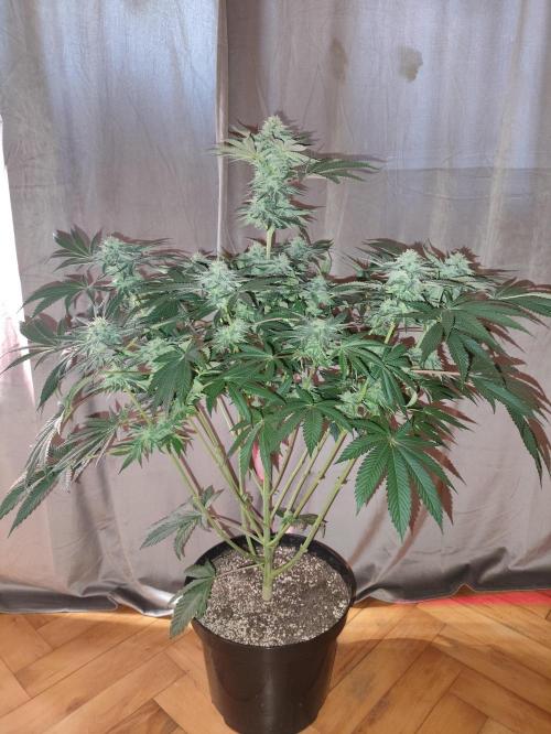Gandalf-CZ Seasone 1- Mokum’s Tulip. Week 12