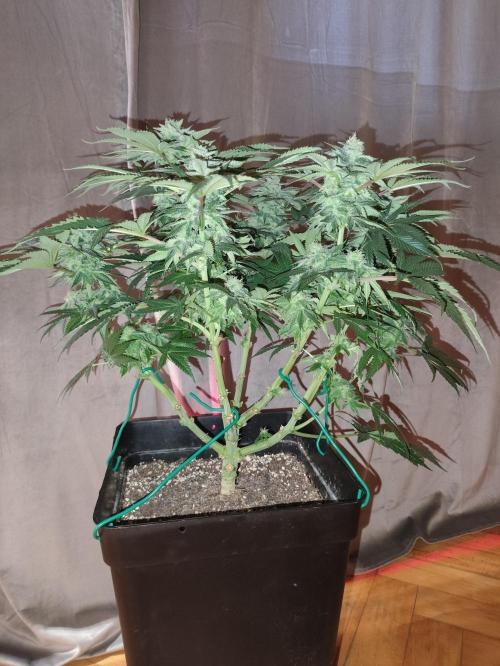 Gandalf-CZ Seasone 1- Mokum’s Tulip. Week 12