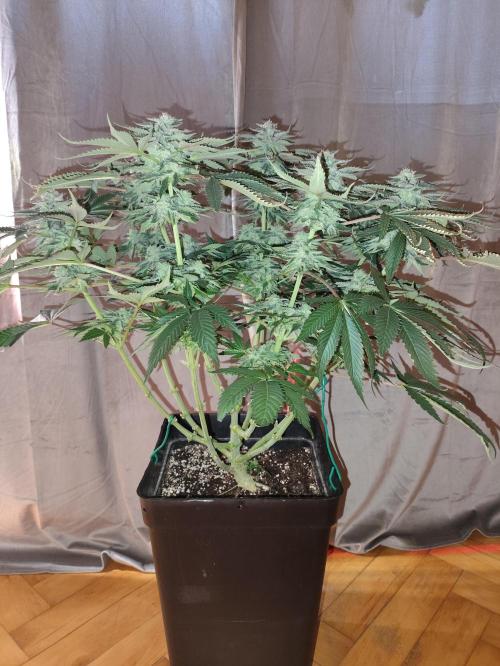 Mokums Tulip. Week 12