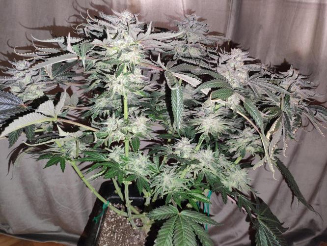 Gandalf-CZ Seasone 1- Mokum’s Tulip. Week 14
