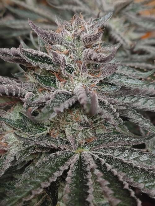 Gandalf-CZ Seasone 1- Mokum’s Tulip. Week 14