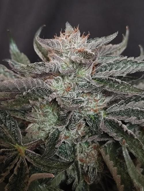 Gandalf-CZ Seasone 1- Mokum’s Tulip. Week 14