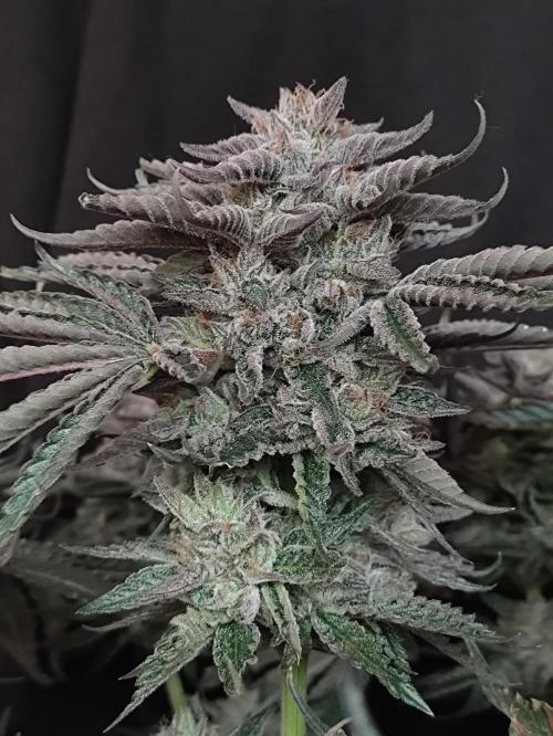 Gandalf-CZ Seasone 1- Mokum’s Tulip. Week 14