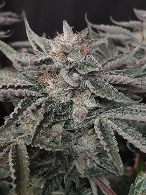 Gandalf-CZ Seasone 1- Mokum’s Tulip. Week 14