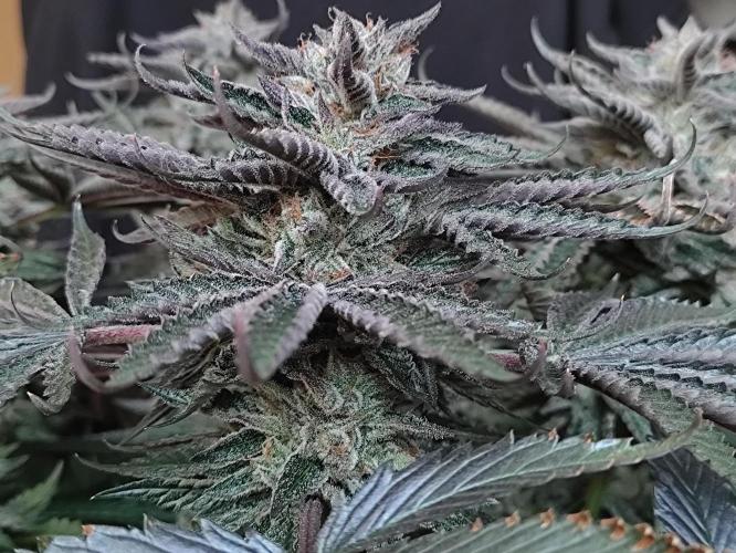 Gandalf-CZ Seasone 1- Mokum’s Tulip. Week 14