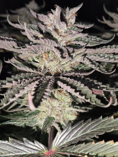 Gandalf-CZ Seasone 1- Mokum’s Tulip. Week 14